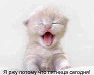 30645632_16103984_1149862007_kot.webp