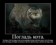 manul1.webp