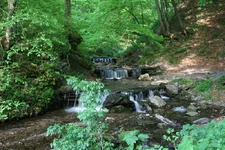  карпатского леса.webp