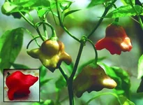 Capsicum chinense Balloon.webp