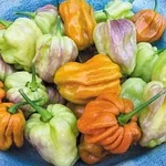 Capsicum chinense Mustard Habanero.webp