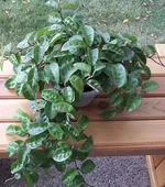 Hoya carnosa Krinkle 81.webp