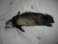  Изображение 416.webp