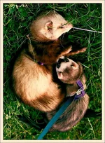 IMG_9800_700 copy.webp