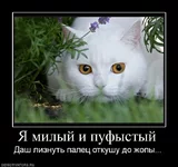42166_ya-milyij-i-pufyistyij.webp