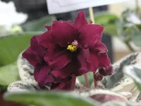 -Король Артур.webp