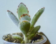 DSC02178.webp