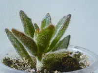 Kalanchoe-tomentosa.JPG