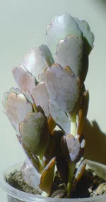 DSC02179.webp