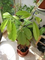 DSCN3283.webp