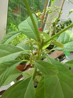 DSCN3285.webp