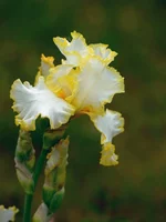 IMD_6203w.webp