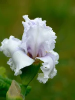 IMD_6208w.webp