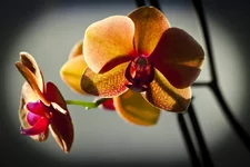 _MG_0799_1.webp