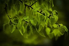 _MG_0862.webp