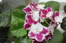 1ae6e16b7caa.webp