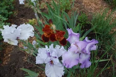 DSC_0325.webp