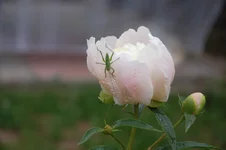 DSC_0330.webp