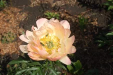 DSC_0340.webp