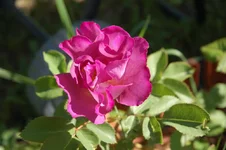 DSC_0343.webp