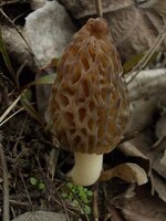 Morchella conica DSCN6649.jpg