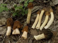 DSCN6757.webp