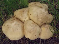 DSCN4011.webp