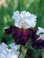 IMD_6985w.webp