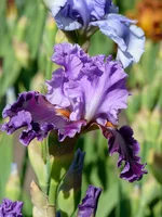 IMD_5913w.webp