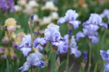 IMD_6232w.webp