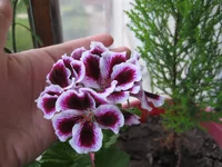 IMG_2770[1].webp