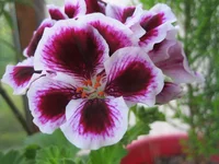 IMG_2771[1].webp