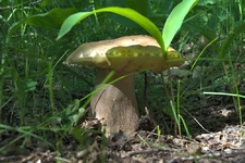 DSCF6873.webp