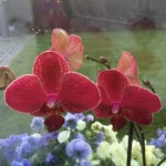 IMG_1514.jpg