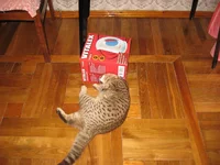 22.webp