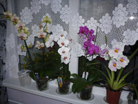 orhideya-doma-2.jpg