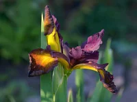 IMD_8507w.webp