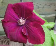  красный11.webp