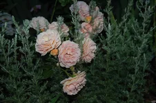 DSC_0308.webp