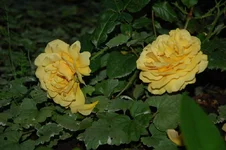 DSC_0314.webp