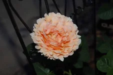 DSC_0306.webp