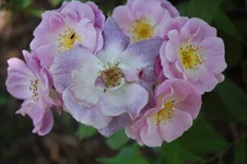 DSC_0341.webp