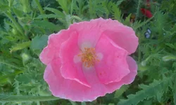  1662.webp