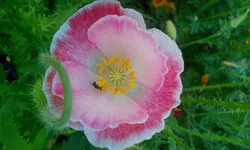 1664.webp