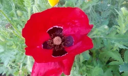  1668.webp