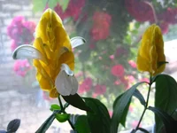 image (4).webp