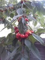 IMG_20150617_194300[1].webp