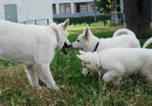 Abbi_sahar_luta1.webp