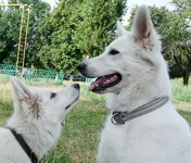 Abbi_sahar2.webp