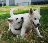 luta_sahar2.webp
